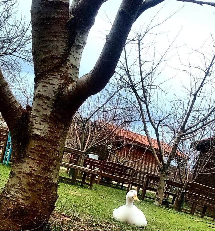 Salkim Konak Ve Agac Evler Casa de hóspedes Selçuk Exterior foto